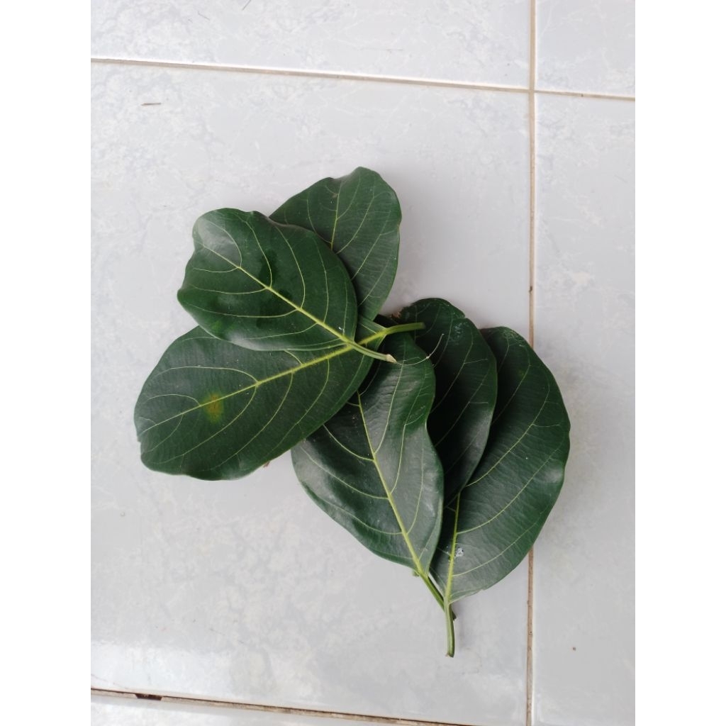 

daun nangka asli dadakan 100lembar