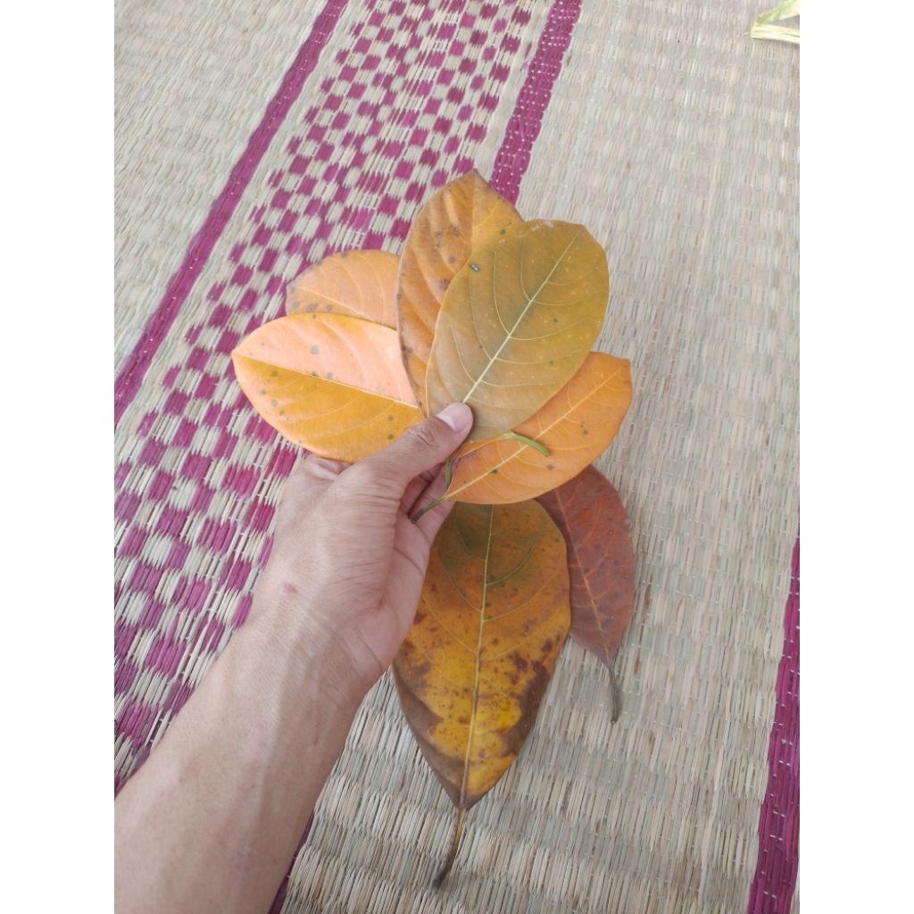 

Daun nangka kering asli 100lembar kualitas super