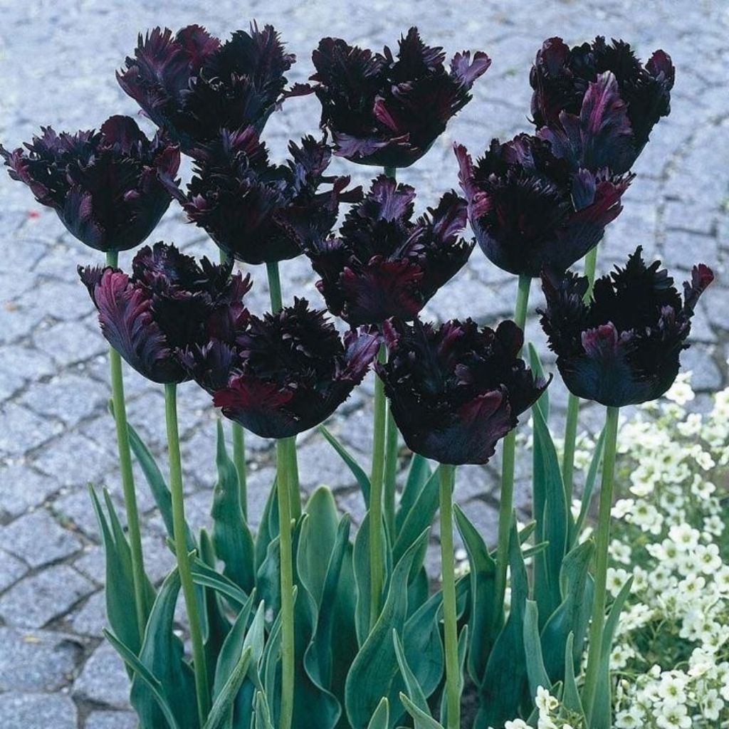 BUNGA HIDUP TULIP BLACK CRUMBLE KONDISI UMBI