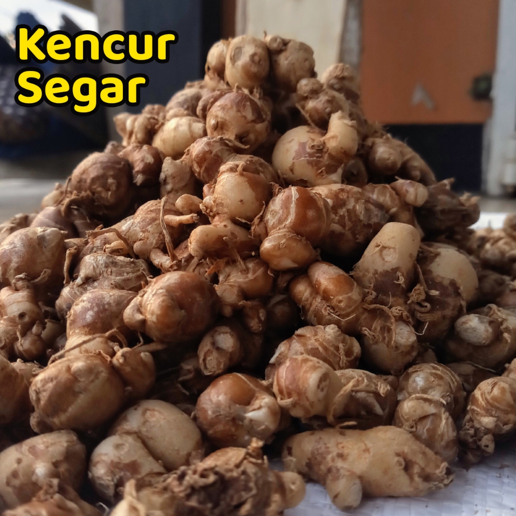 

Kencur Segar Tua Pedas Organik Bersih Bumbu Seblak