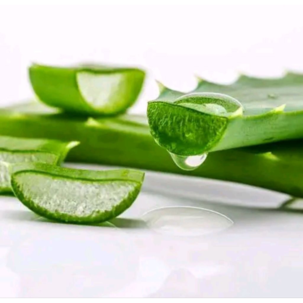 

Lidah buaya fress segar di jual per batang