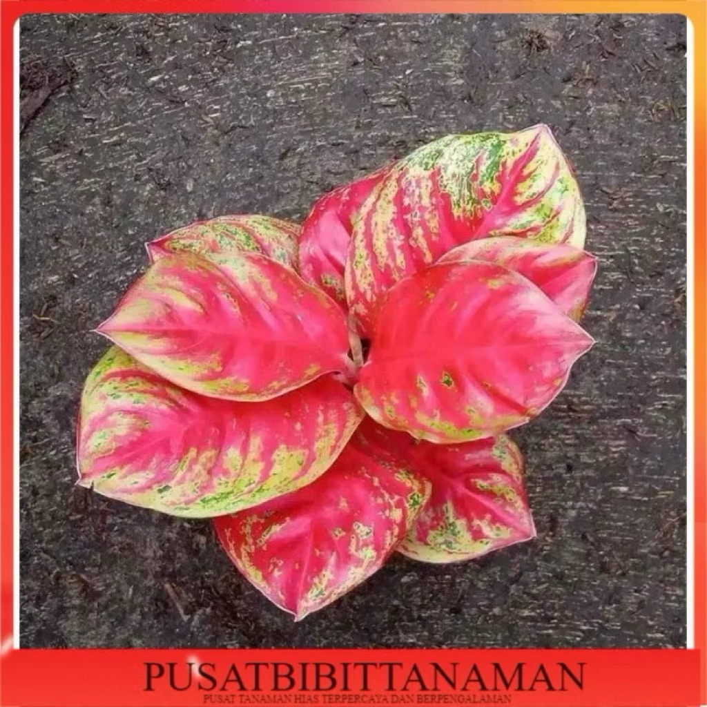 bibit bonggol Wulandari merah Aglonema