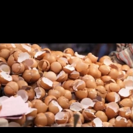 

CANGKANG / KULIT TELOR AYAM NEGERI/KAMPUNG