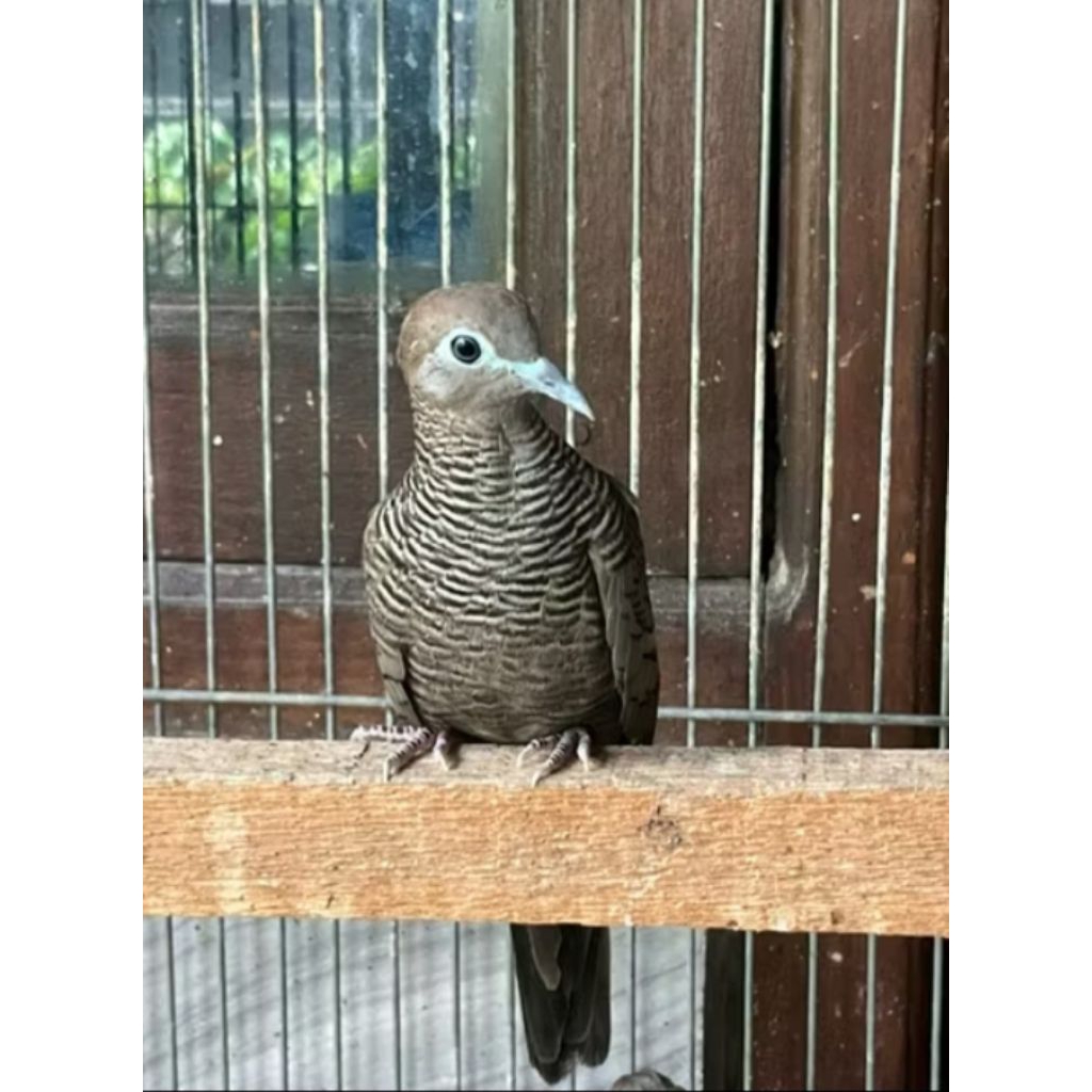 Perkutut jantan cemani