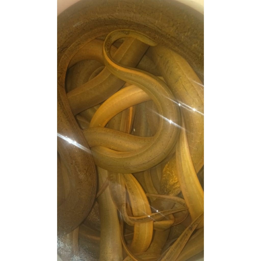 

Ikan Gabus dan Belut Frozen