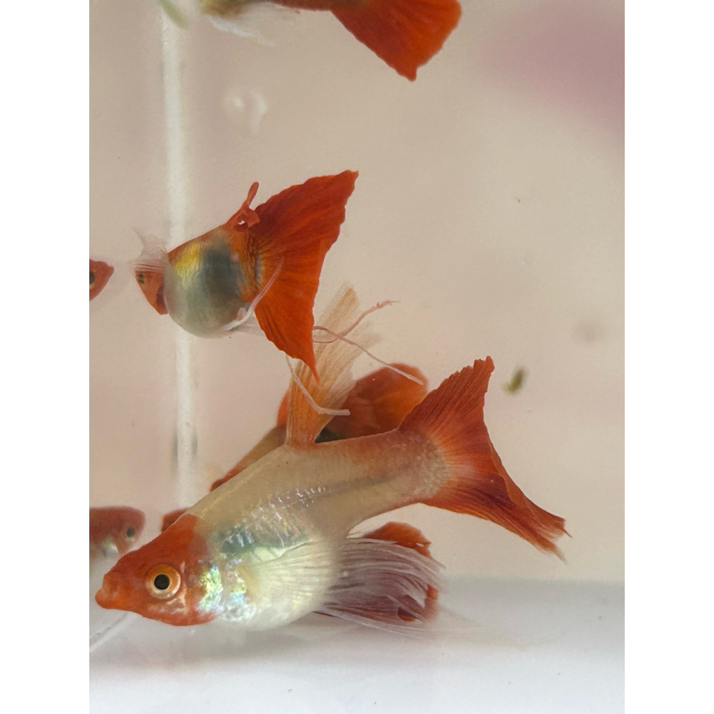 AKSESORIS GUPPY WILD KOI RIBBON FIN C SLAYER