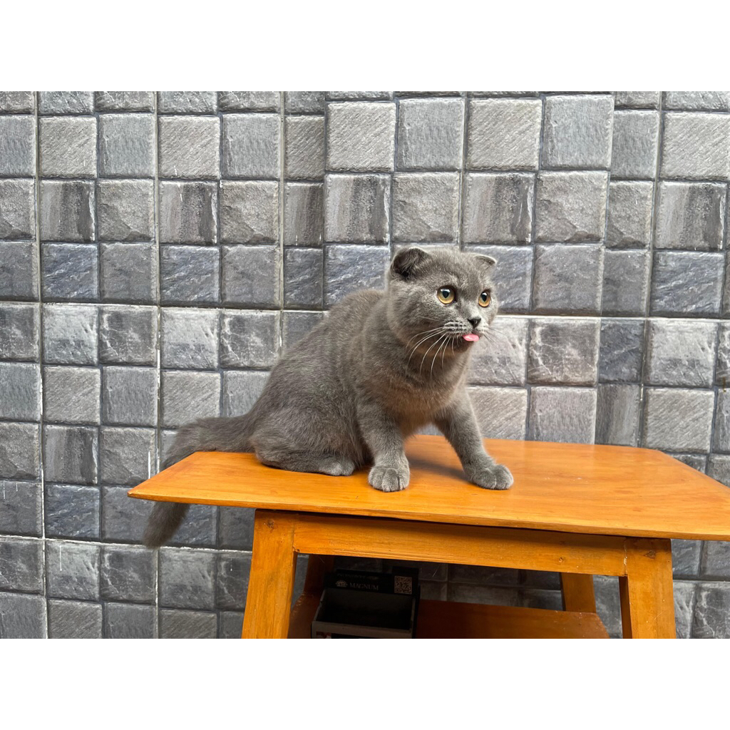 British Short Hair BSH x Scottish Fold SF Blue