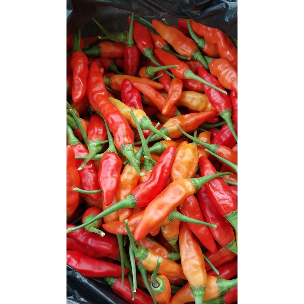 

CABAI RAWIT ORI SUPER FRESH KEMASAN 1 KG