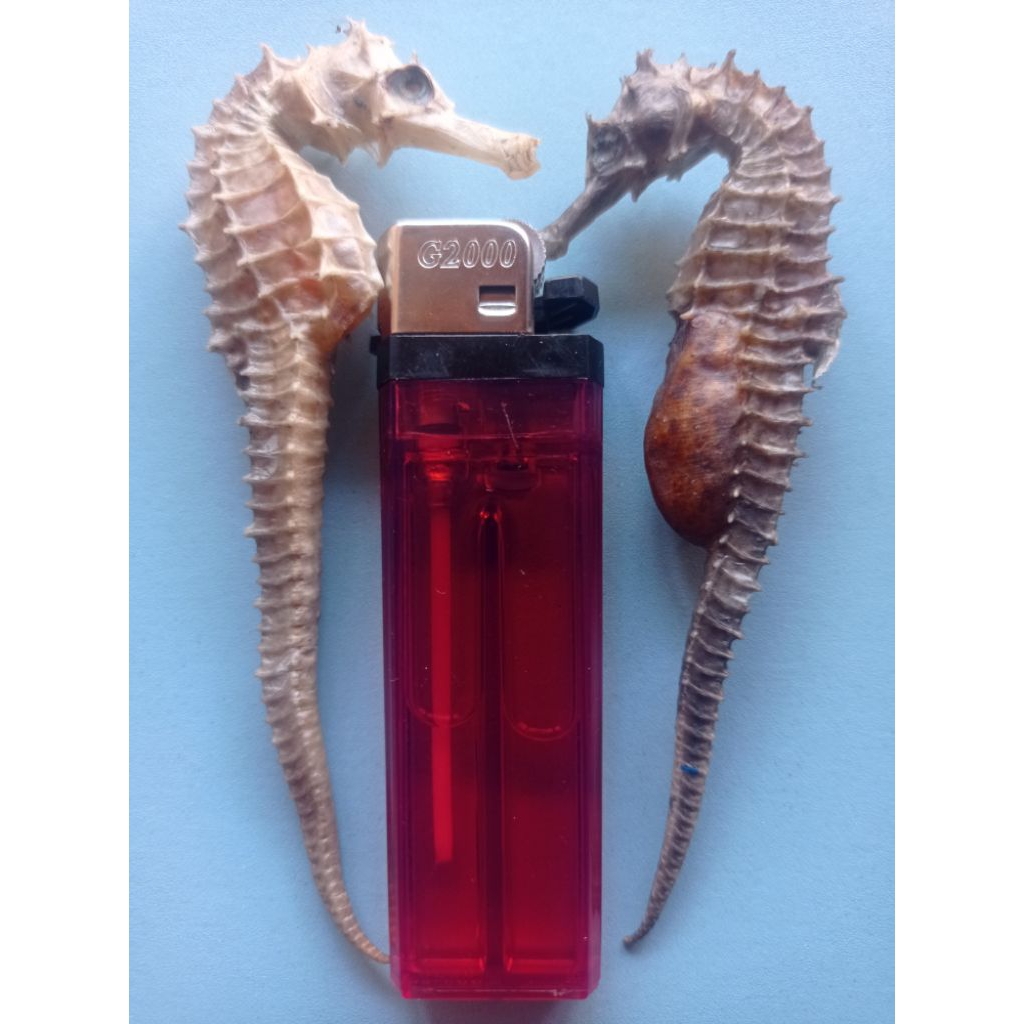 

Herbal Kuda Laut Kering PILIHAN ,SEPASANG JANTAN dan BETINA Grade A Superrr (2Biji)