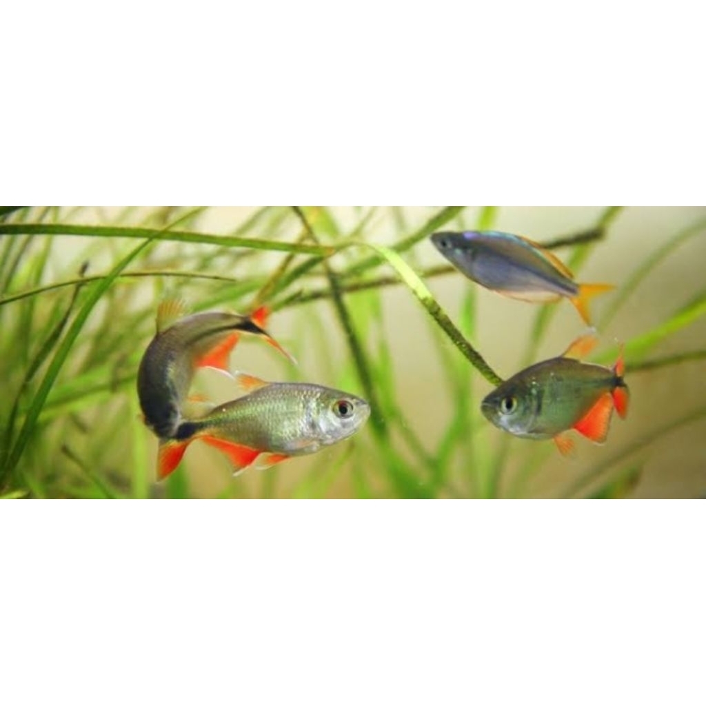 Ikan Buenos Aires dapat (4 ekor)