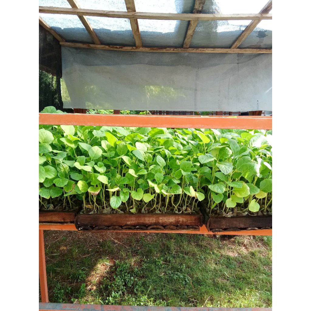 bibit sayur ( cabe rawit, cabe keriting, terong )
