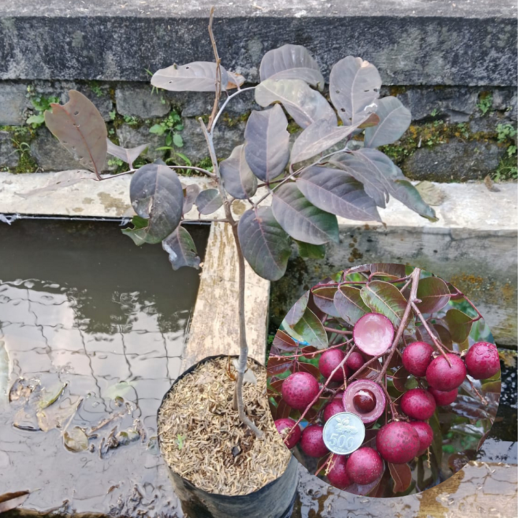 Bibit Buah Kelengkeng Merah| Kelengkeng Merah Bibit