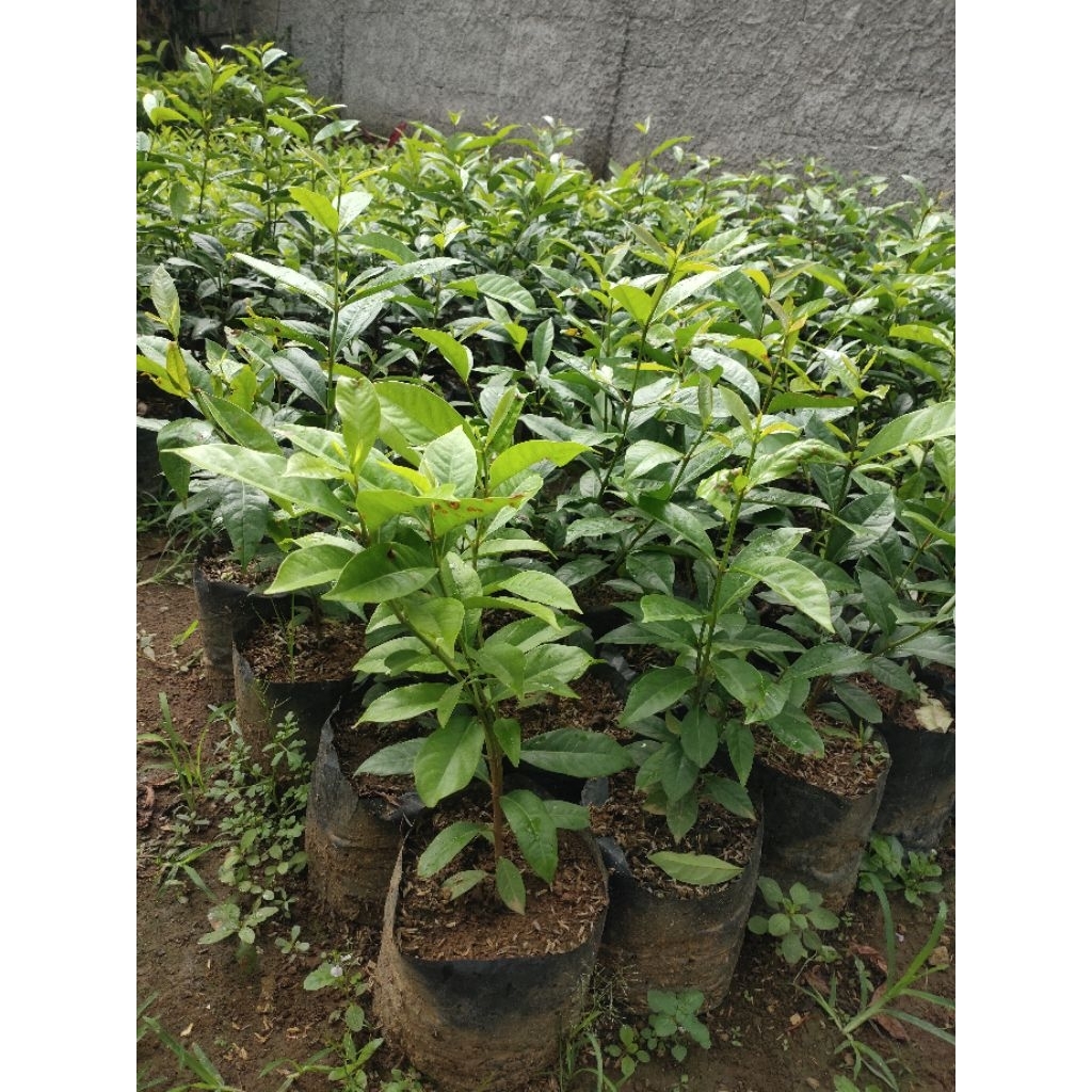 Bibit tanaman pohon pohon salam Sayur 60cm daun rinbum batang besar