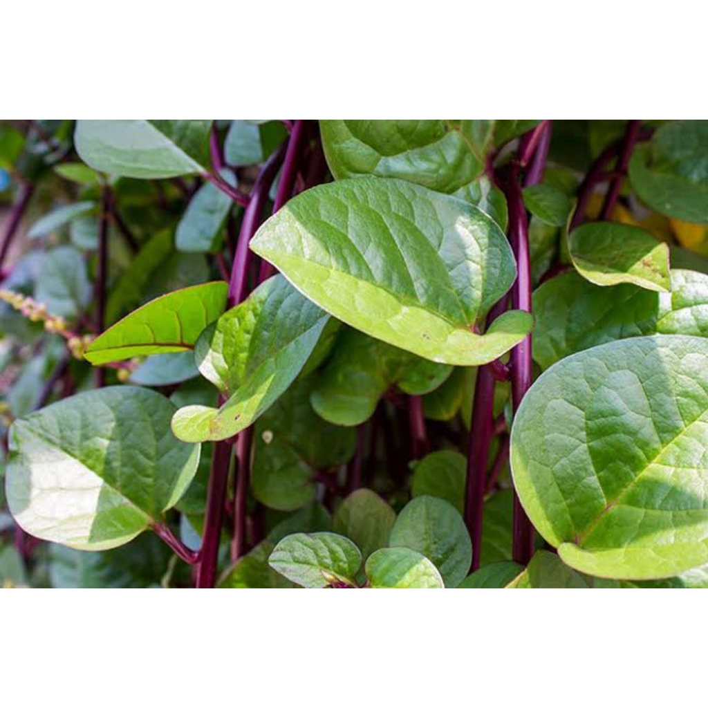 

daun binahong segar 100 gr herbal alami