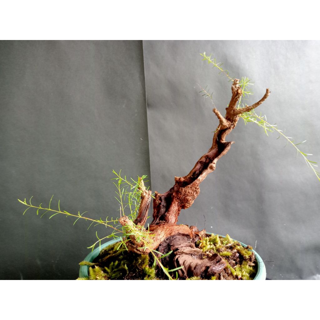 BAHAN CUCUR ATAP / SAPU-SAPU