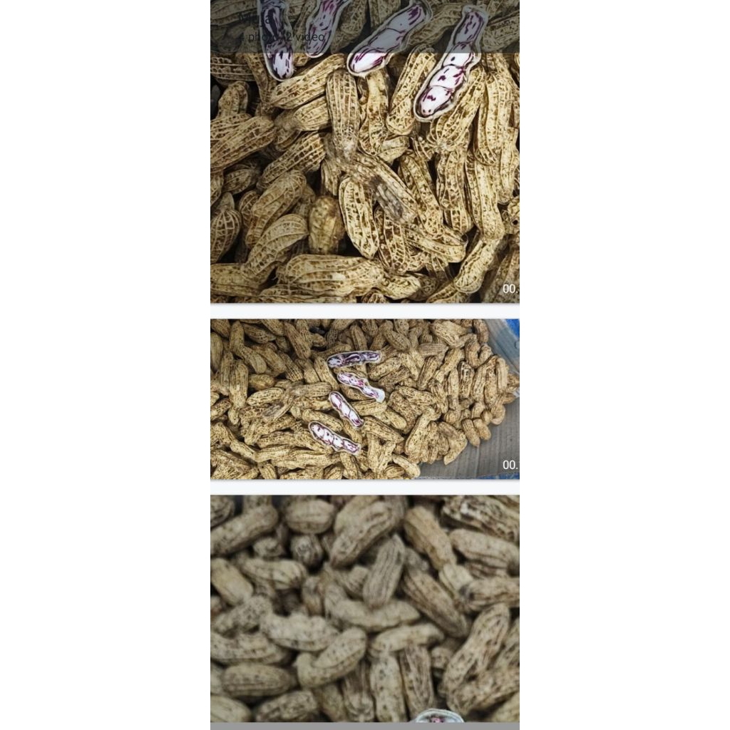 

kacang tanah 1000grm