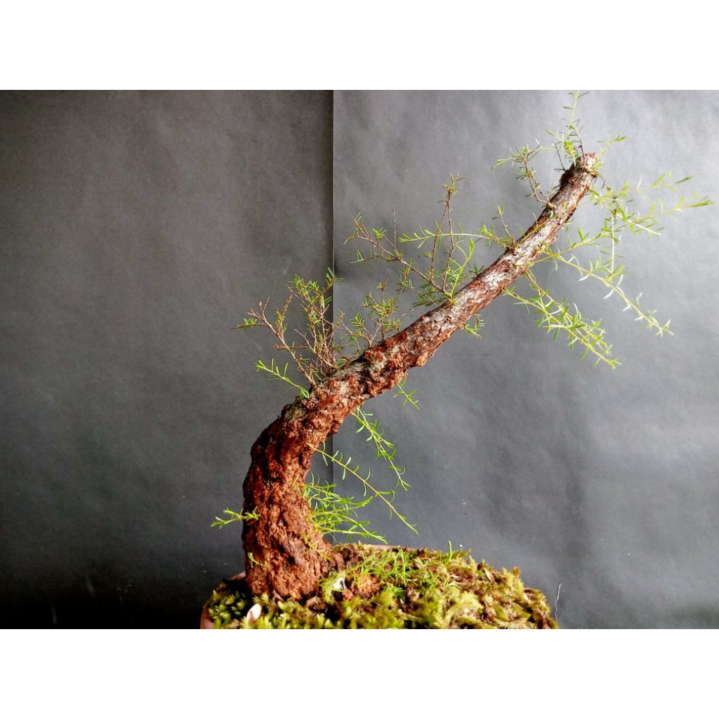 BAHAN CUCUR ATAP / SAPU - SAPU