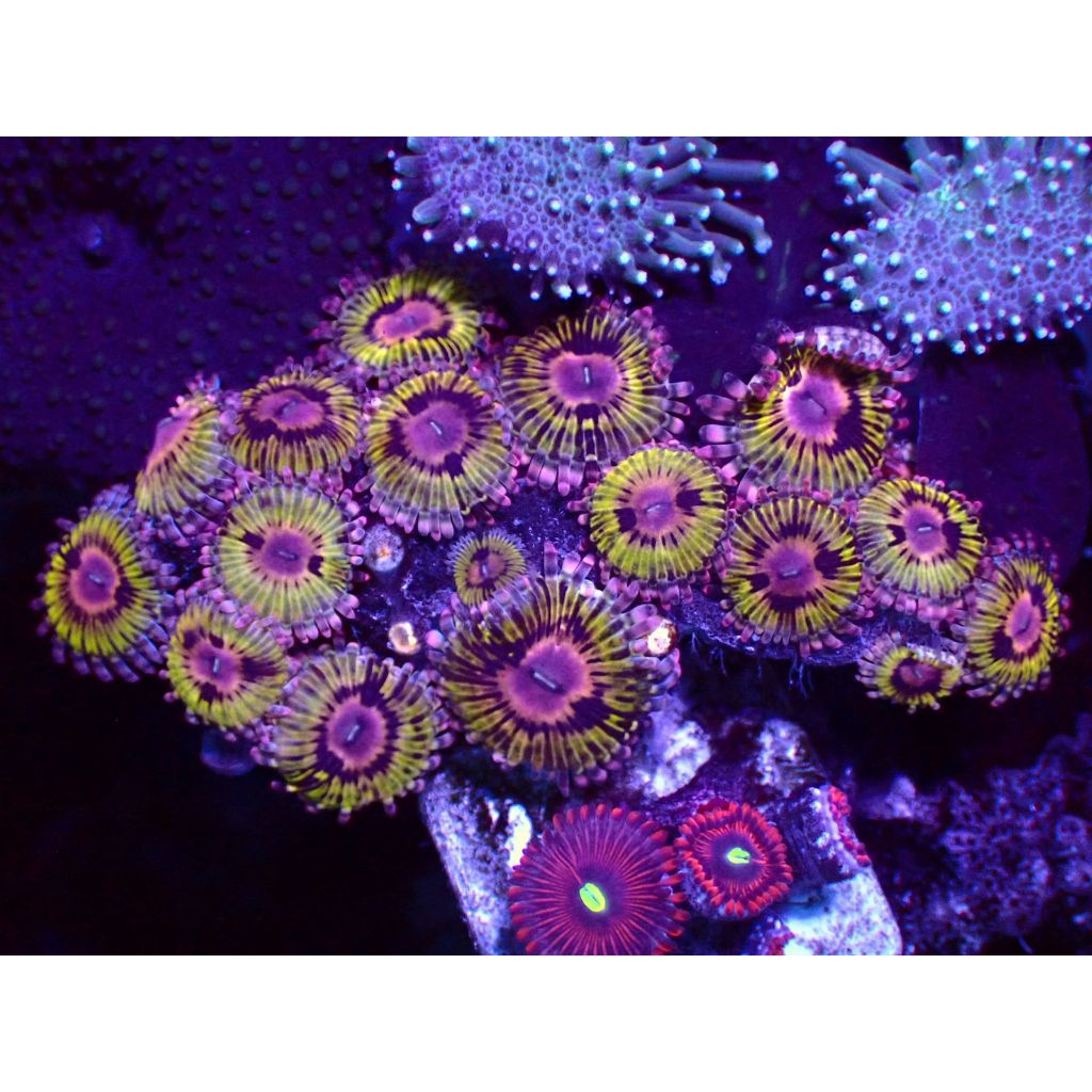 Zoa Stratocaster Koloni Reeftank Coral Aquarium Laut