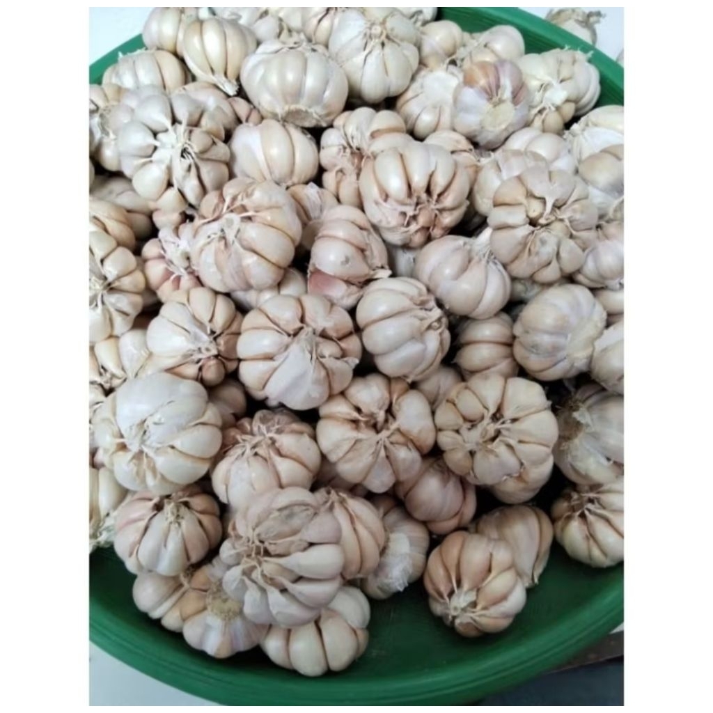 

OS, BAWANG PUTIH FRESH 1000GRM