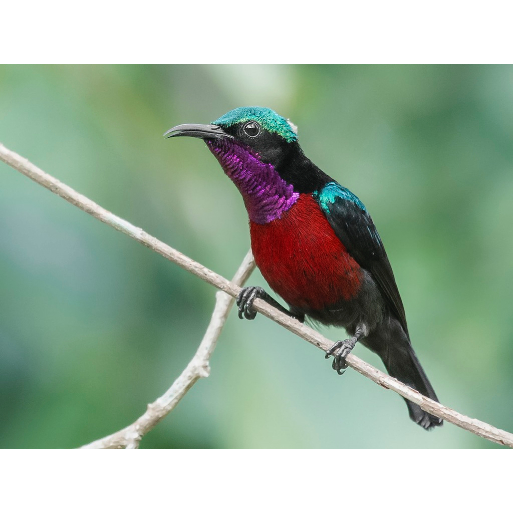 Kolibri ninja dada merah jantan