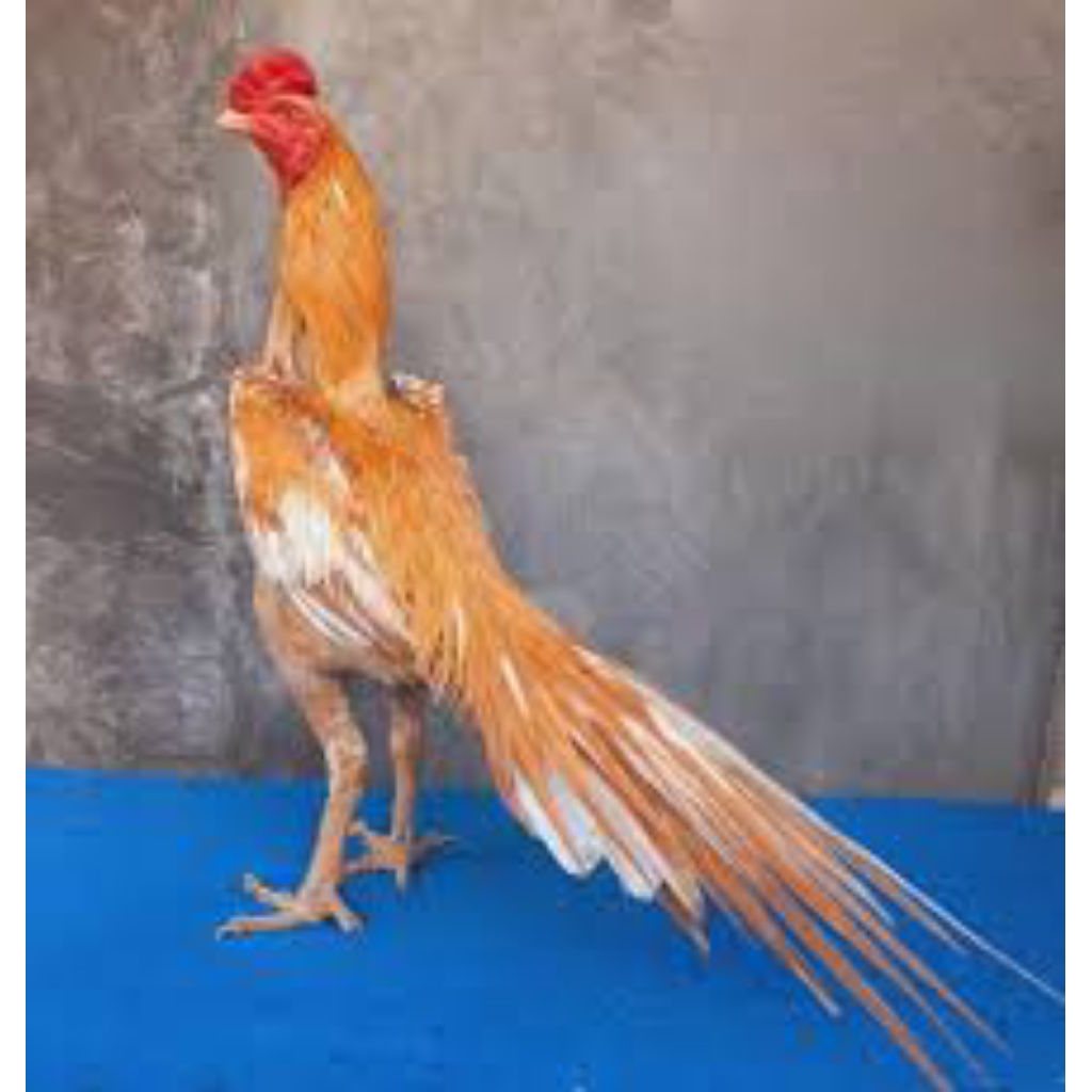 

paket hemat 8 telur ayam wangkas ekor lidi fertil siap buat ditetaskan