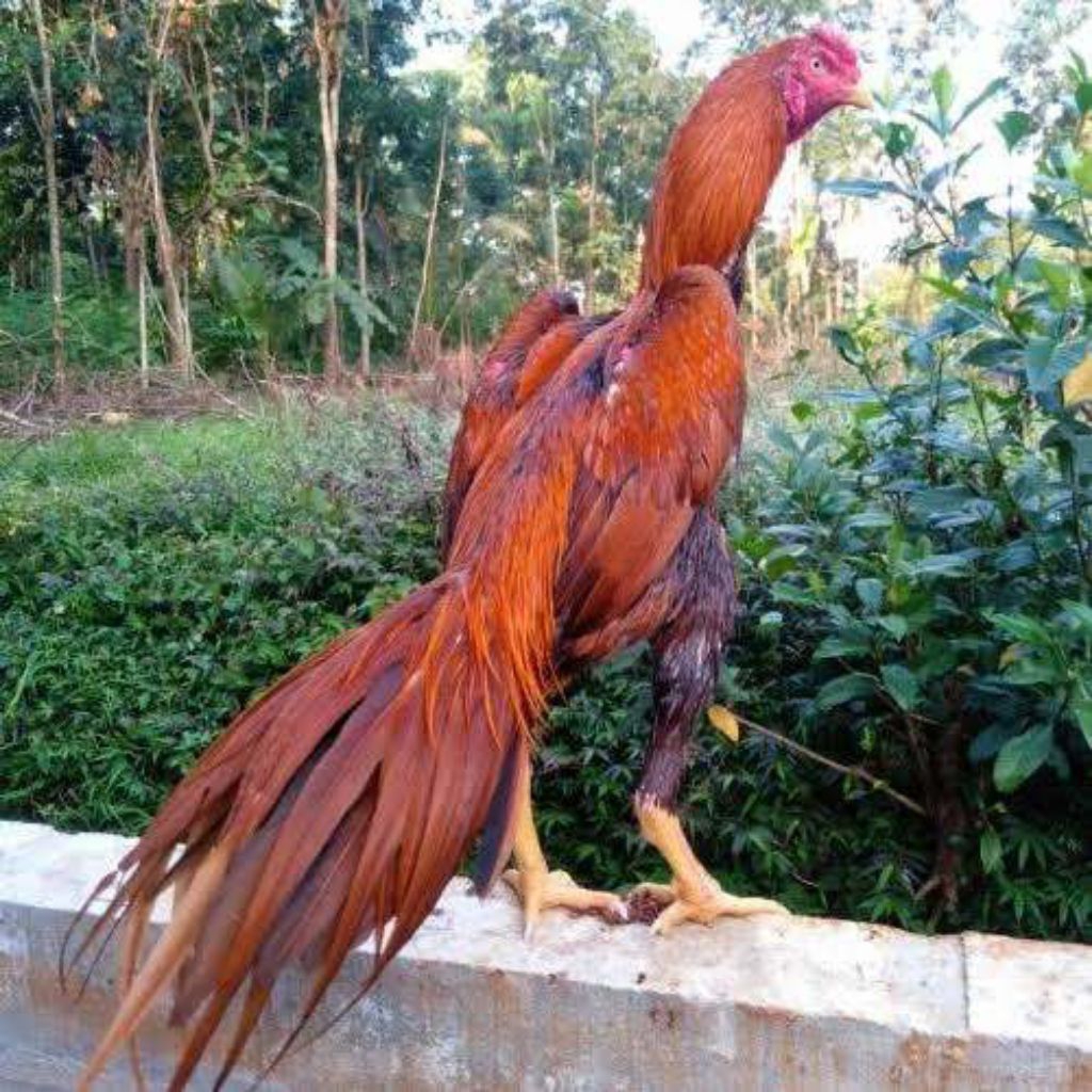 

paket hemat 10 telur ayam wangkas ekor lidi fertil siap buat ditetaskan