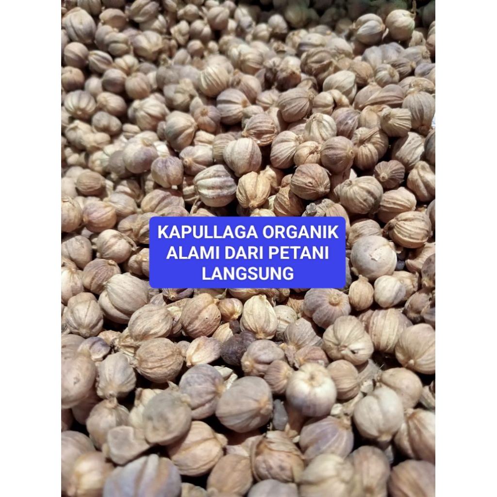 

Kapullaga Organik Alami 1 kg Dari Petani Langsung (Garut Bungbulang)