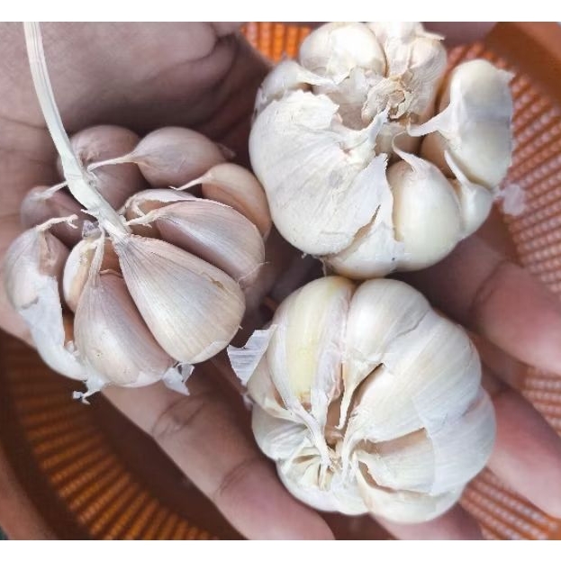 

Bawang Putih 100gr segar - Kediri_354ZS