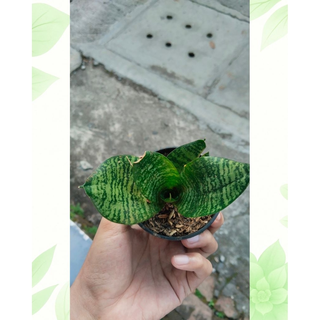 Sanseviera Moonshine Mini