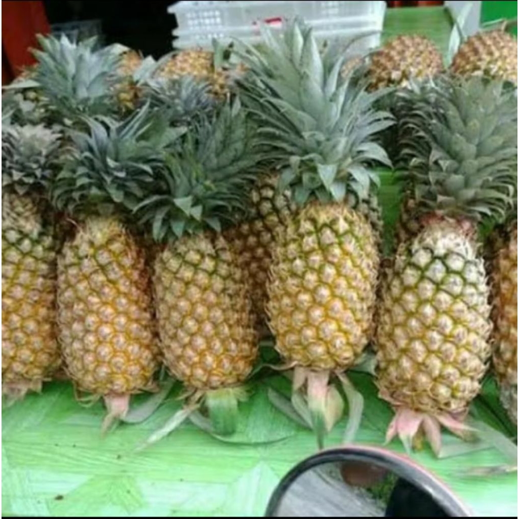 

Buah Nanas Palembang
