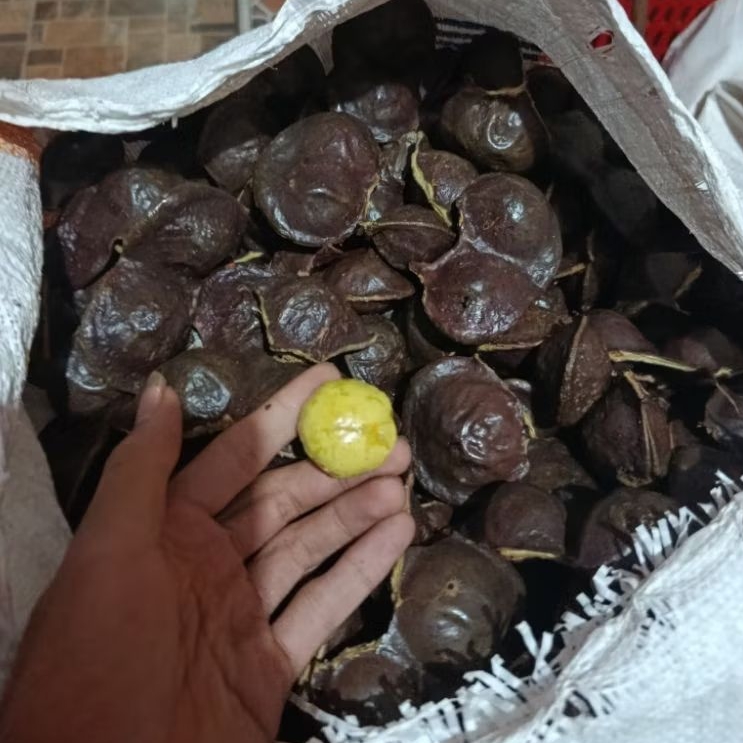 

JENGKOL MUDA BELUM KUPAS / JENGKOL SUPER 1 KG - HERBAL TROPIKA