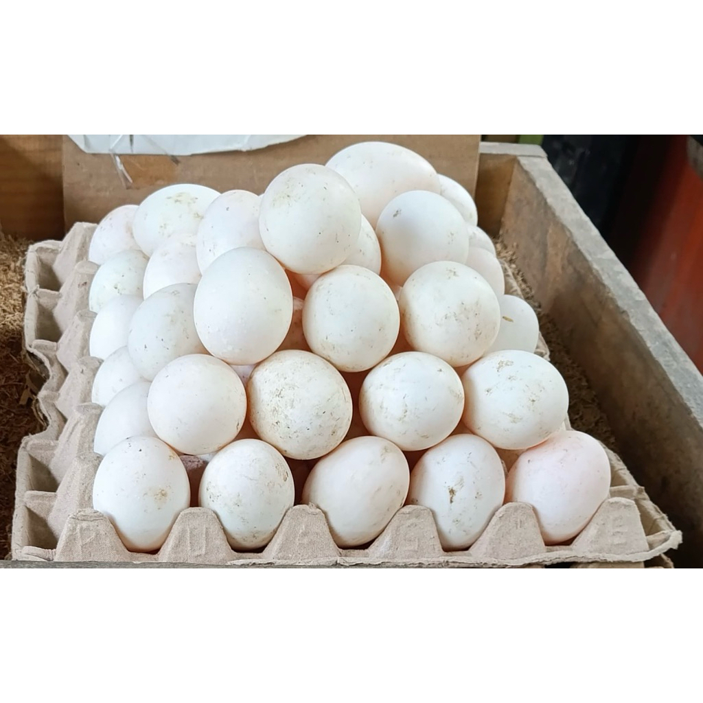 

Telur Bebek Omega 3 Isi 10 Atau 30 Butir Asli Dari Medan Ukuran Sedang Warna kulit Putih