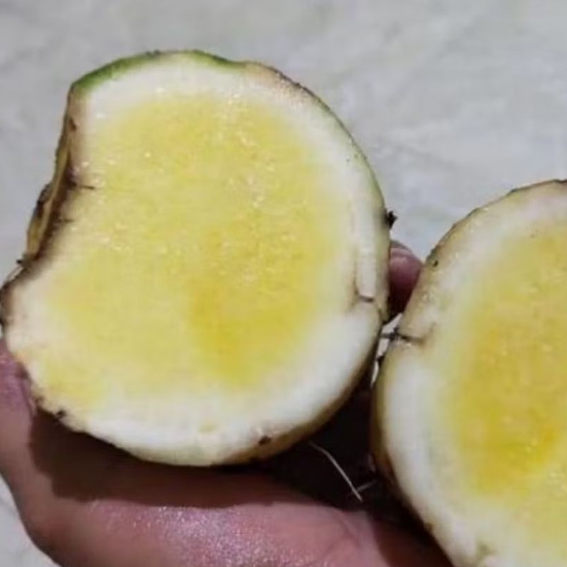 

umbi talas kuning talas beneng 500 grm