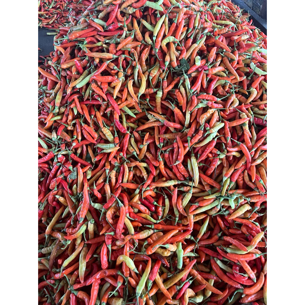 

CABE MERAH SEKILO 30ribuan