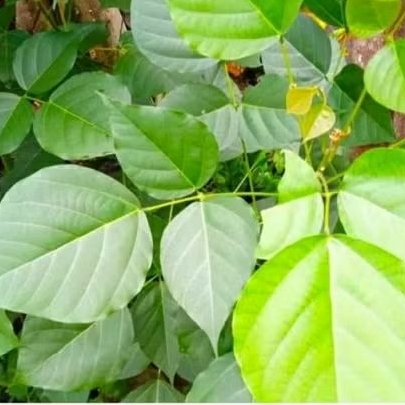 

DAUN DADAP SEGAR 50 LEMBAR DI PEΤΙΚ LANGSUNG