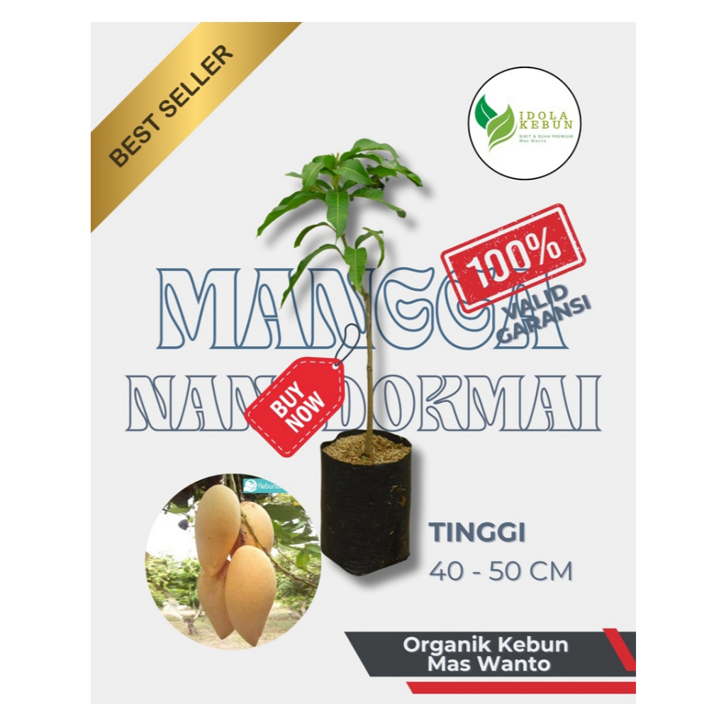 BIBIT BUAH VARIETAS MANGGA NANGDOKMAI-BIBIT BUAH MANGGA-BIBIT MANGGA-MANGGA NANGDOKMAI-BUAH MANGGA