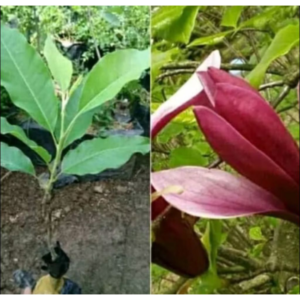 POHON BUNGA KANTIL MERAH / TANAMAN HIAS BUNGA KANTIL MERAH