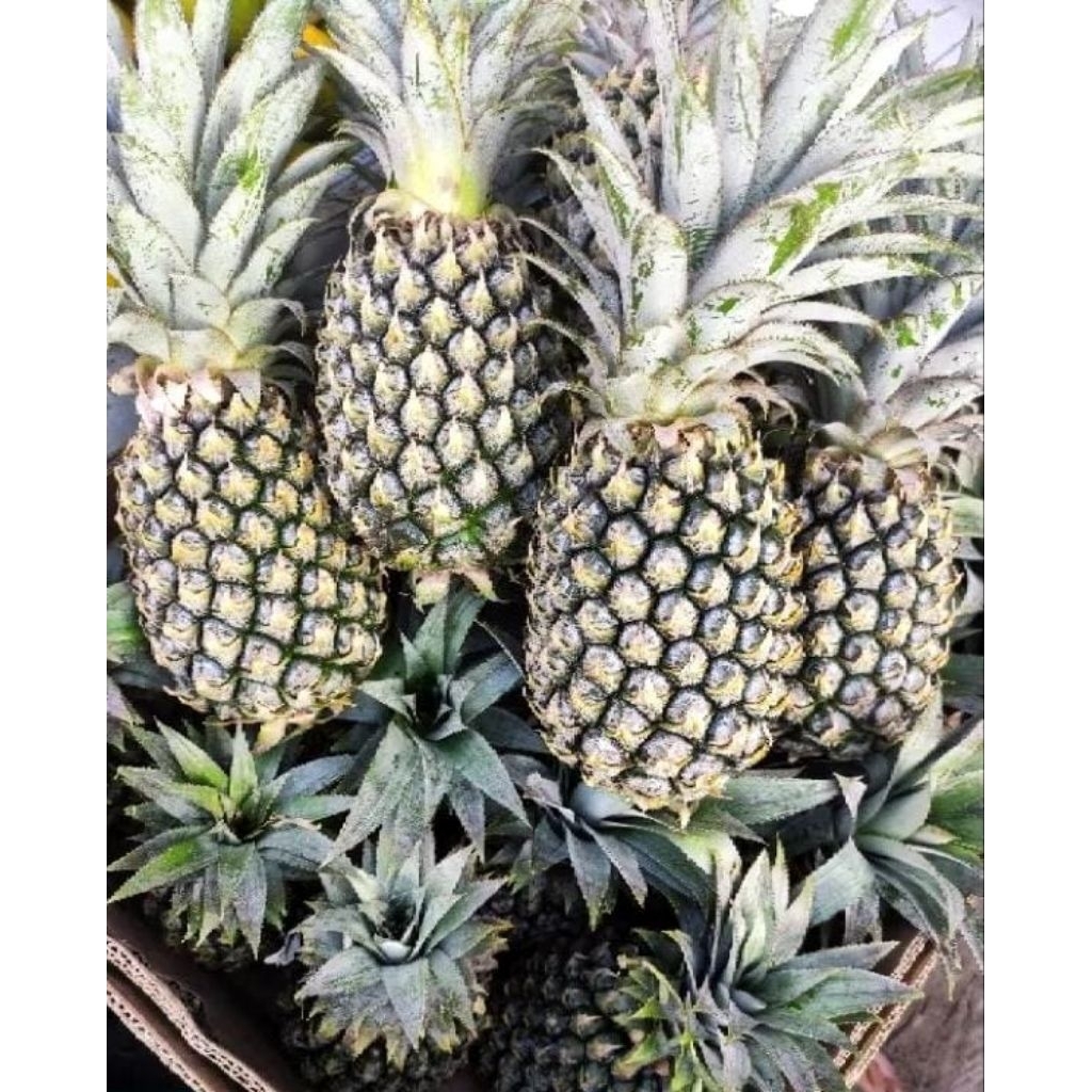 

nanas buah