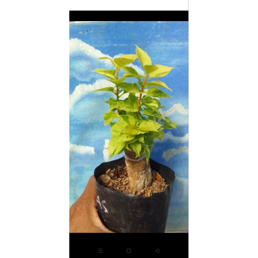 Bibit bougenville Singapore jewel21 kuning