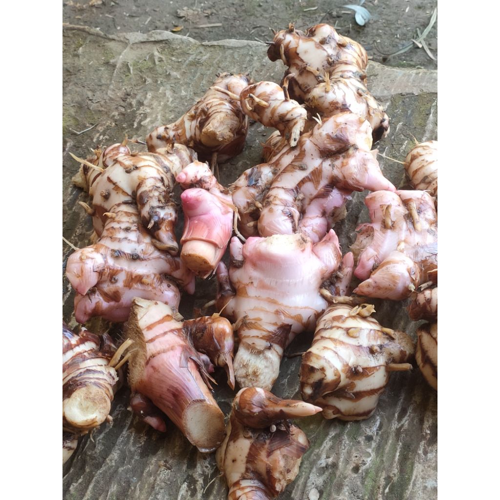 

Laos/lengkuas segar di panen asli dari petani dan 99% masih segar