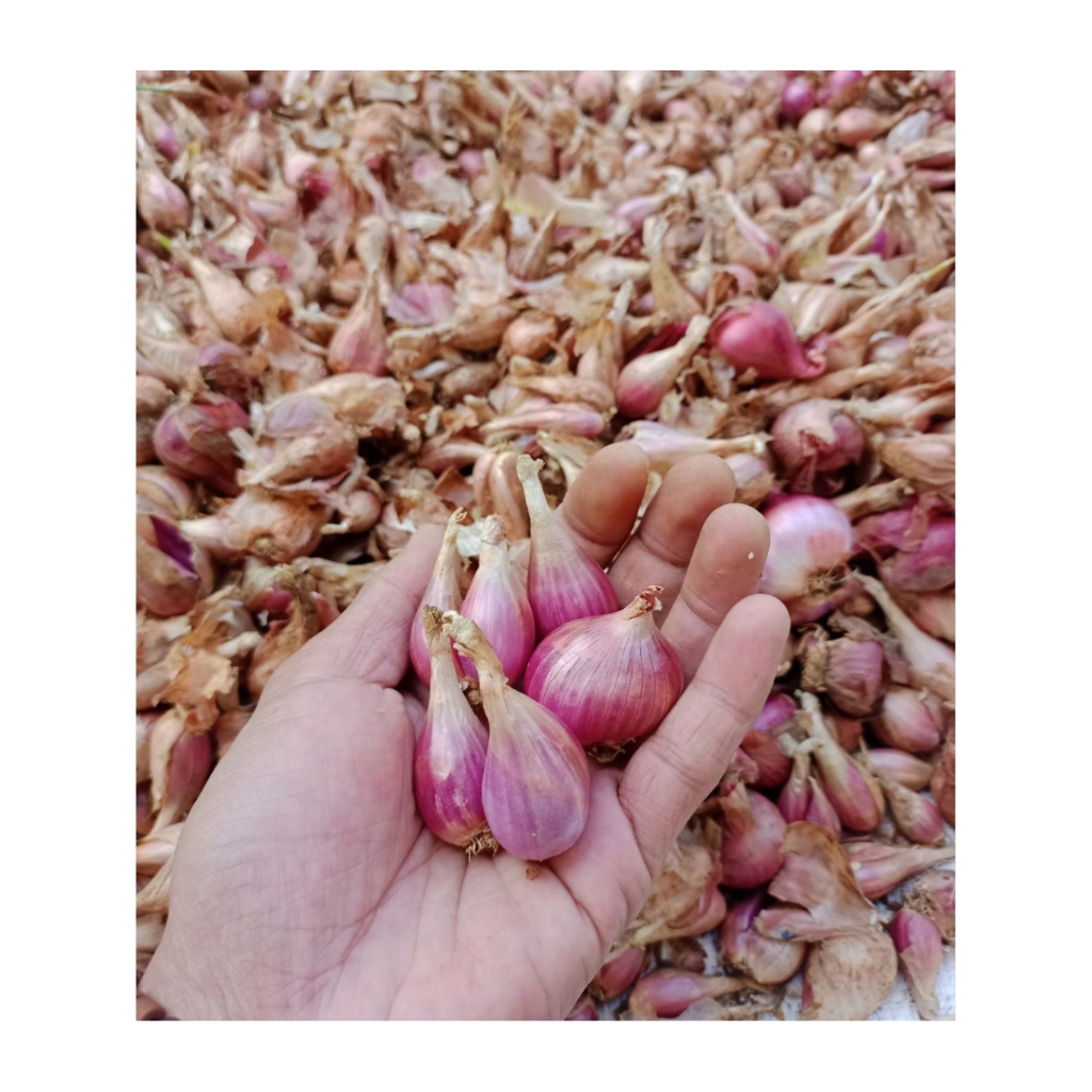 

Bawang merah sumenep asli (ukuran besar) 500 gram - 1000 gram