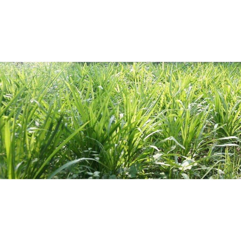 bibit rumput odot stek odot super murah