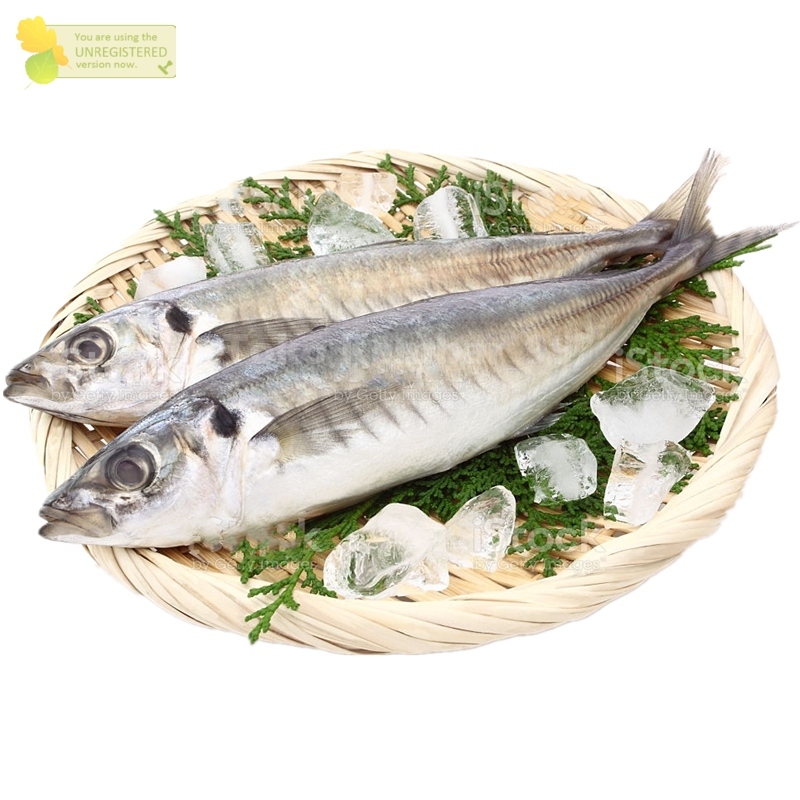 

Ikan Layang Segar Ikan Layang Benggol 1Kg