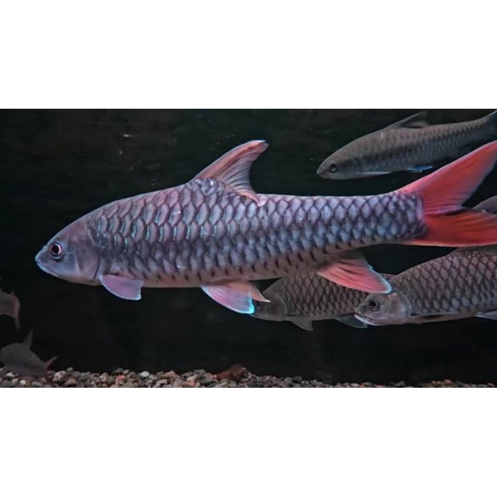 

Sticker Tor Sinensis (Red Masher)