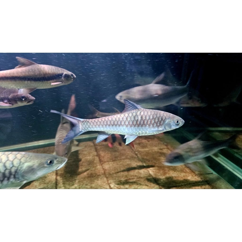 

Stiker Neolissochilus Hexa