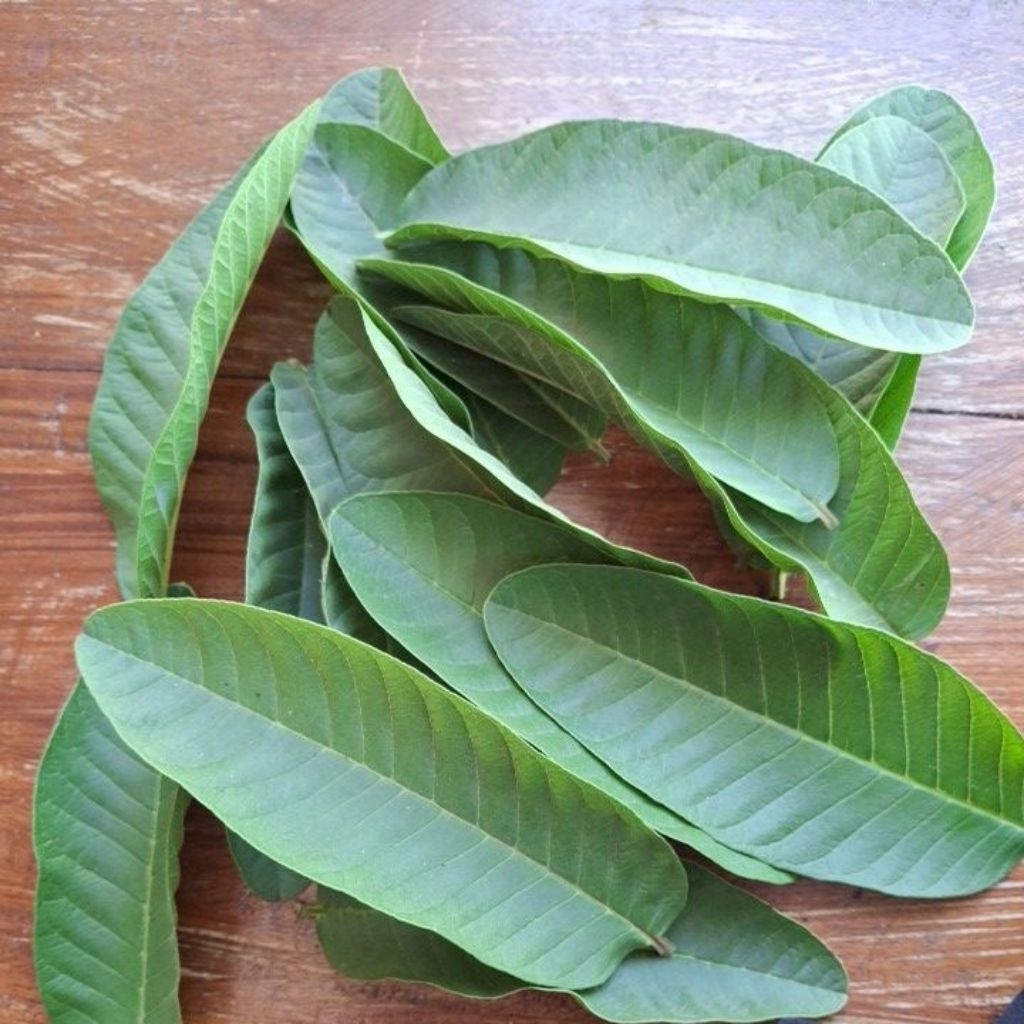 

Daun jambu biji dapat 50 lembar