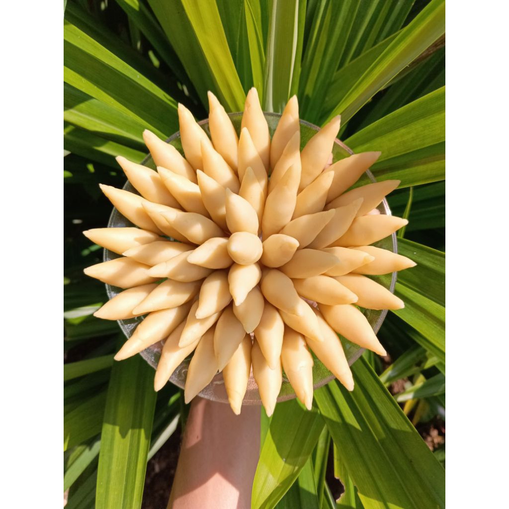 

{Premium} Molen Mini K.VIn Rasa Taro