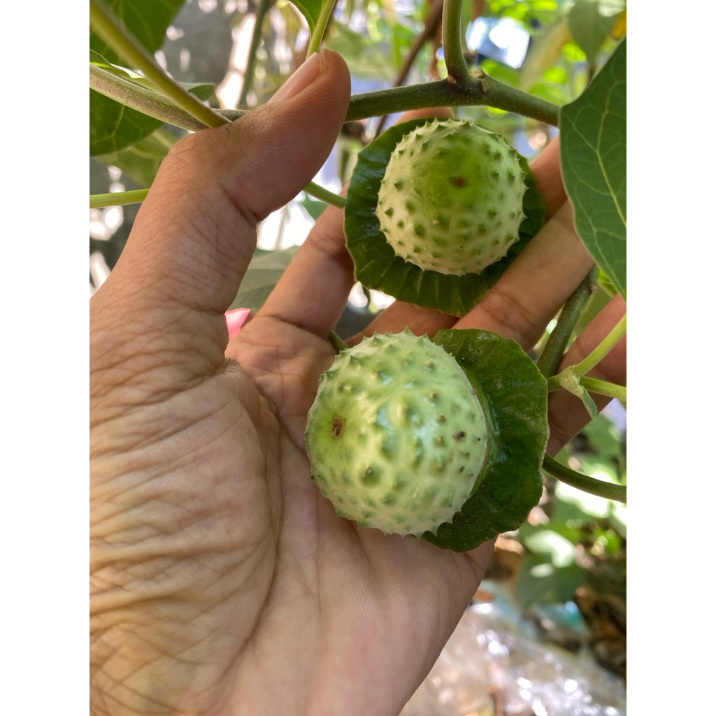 

Buah Kecubung Fresh