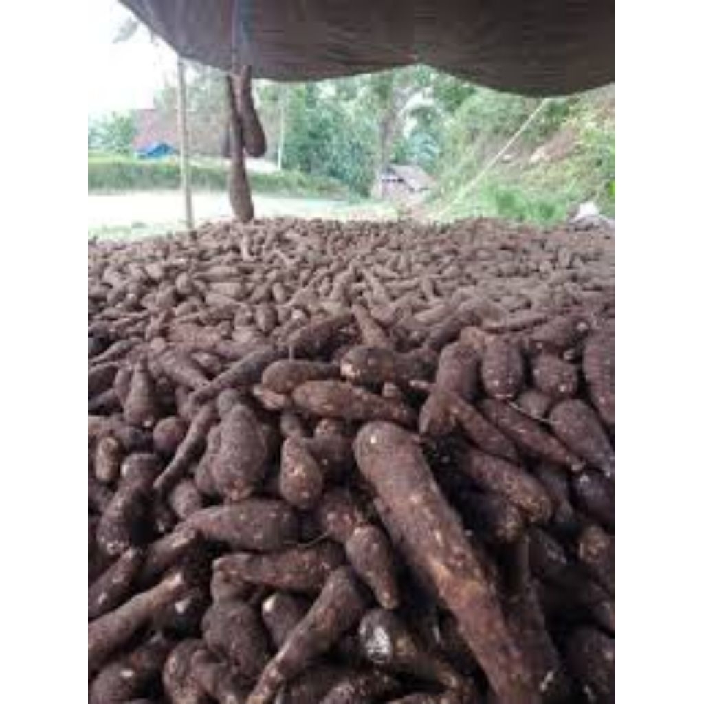 

talas mbote mentah masih fress