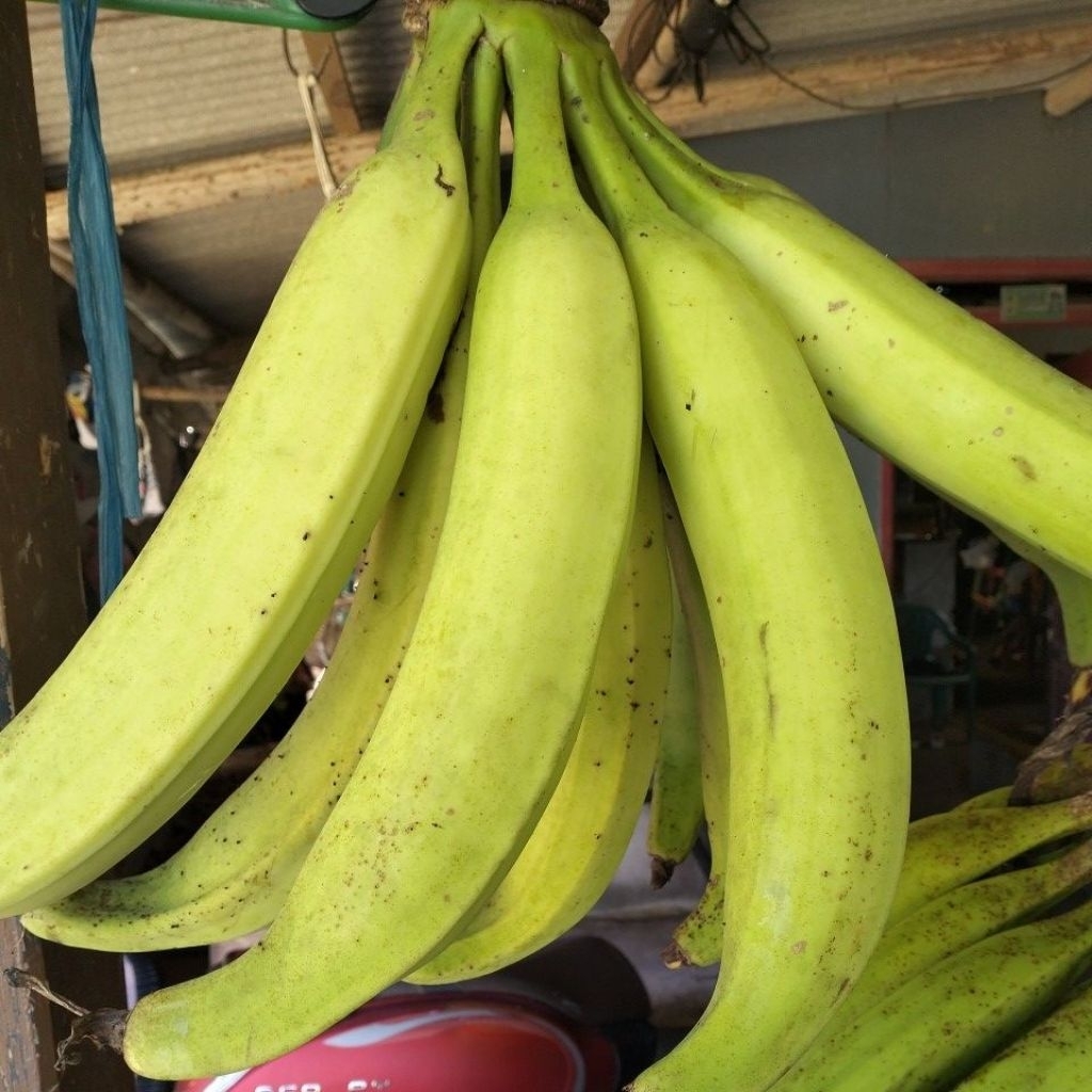 

PISANG TANDUK BERAT 6 KG